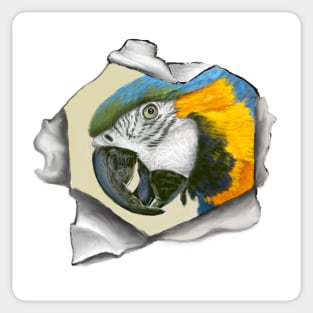 Peekaboo Parrot Sticker